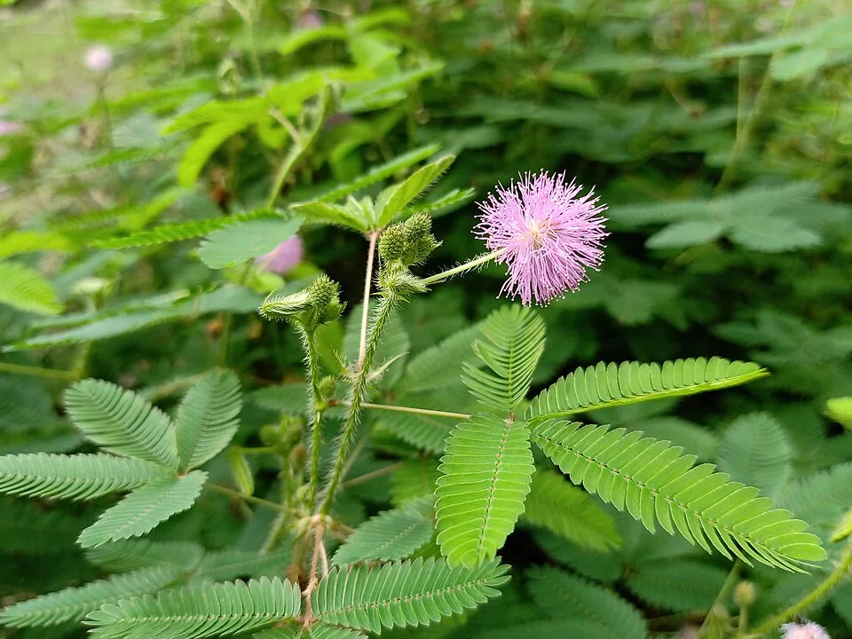 Sensitive plant