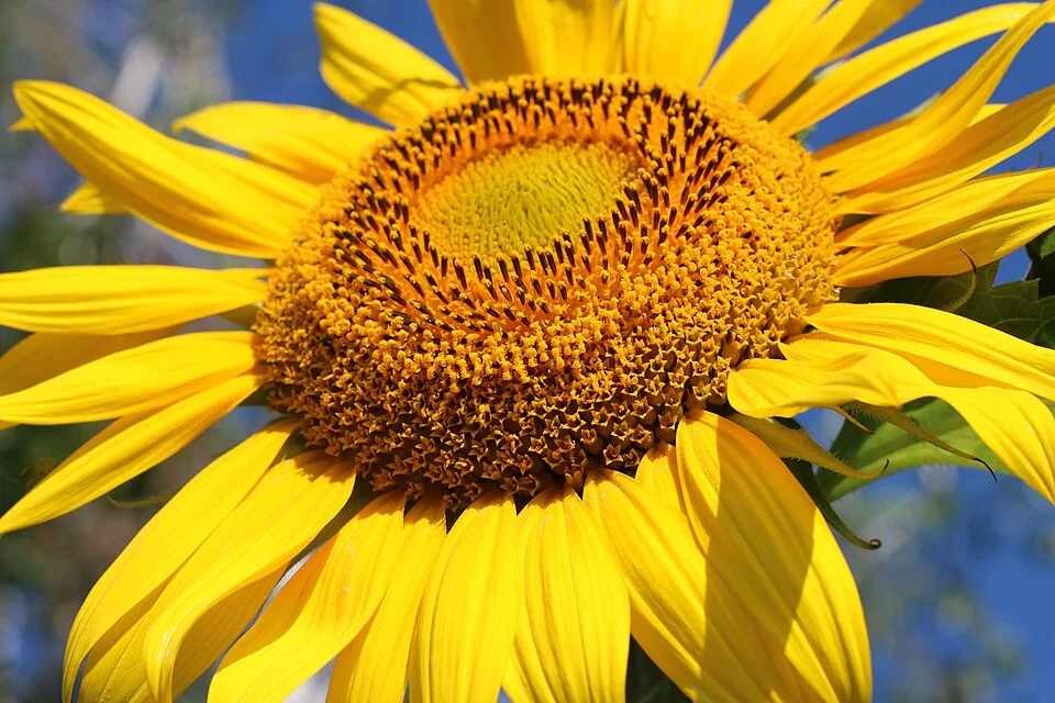 Sunflower